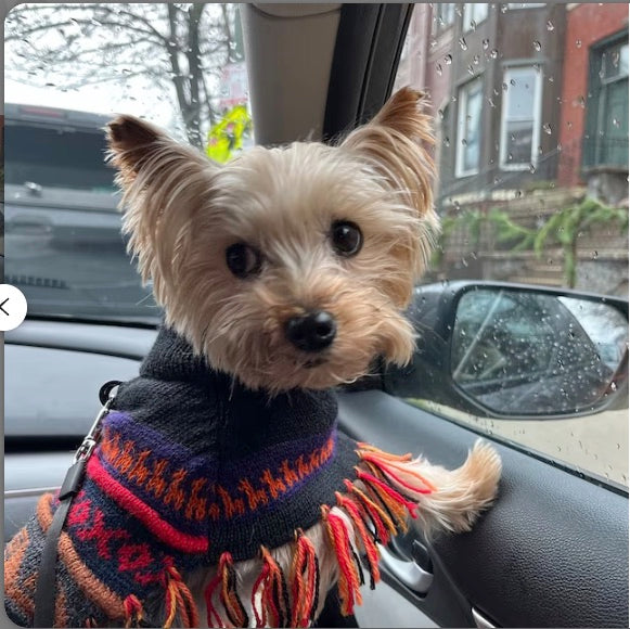 Luxury HARLEY Alpaca dog poncho (sizes XX0-20)