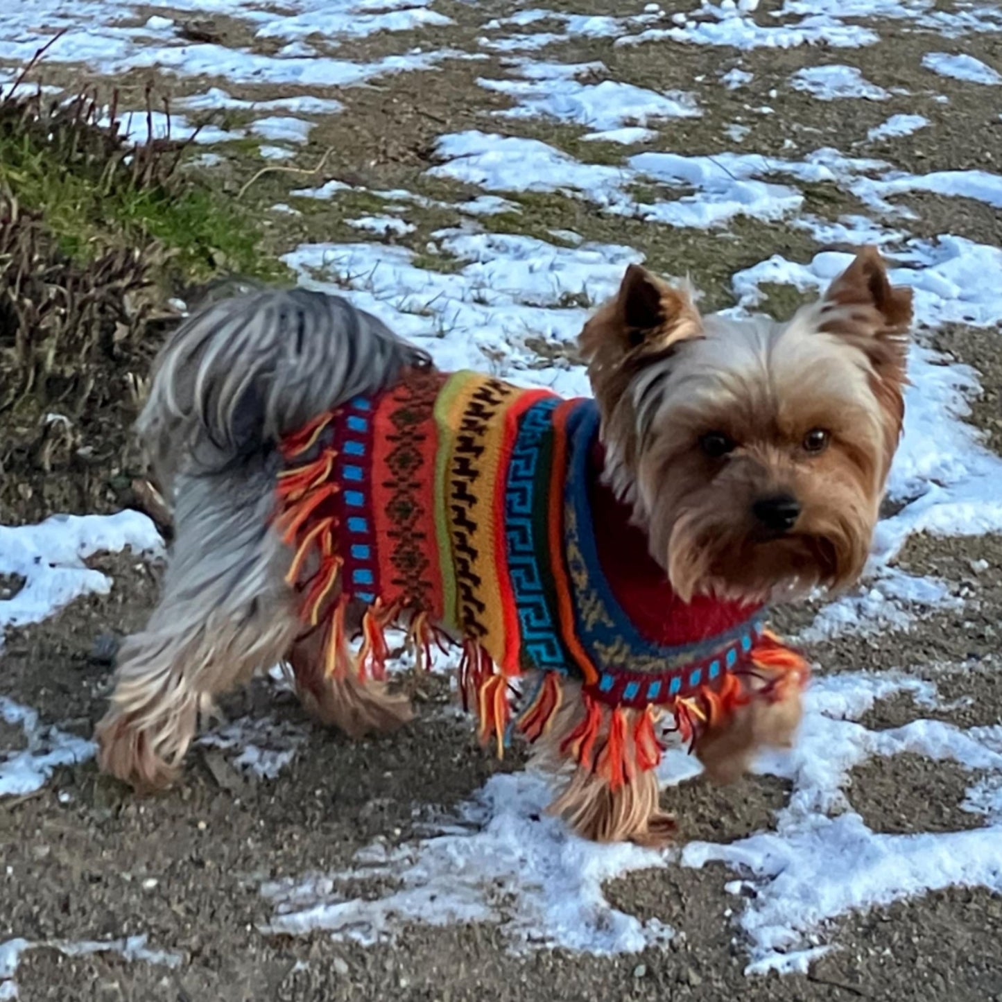 INCA RED Alpaca dog PONCHO SIZE X0-8