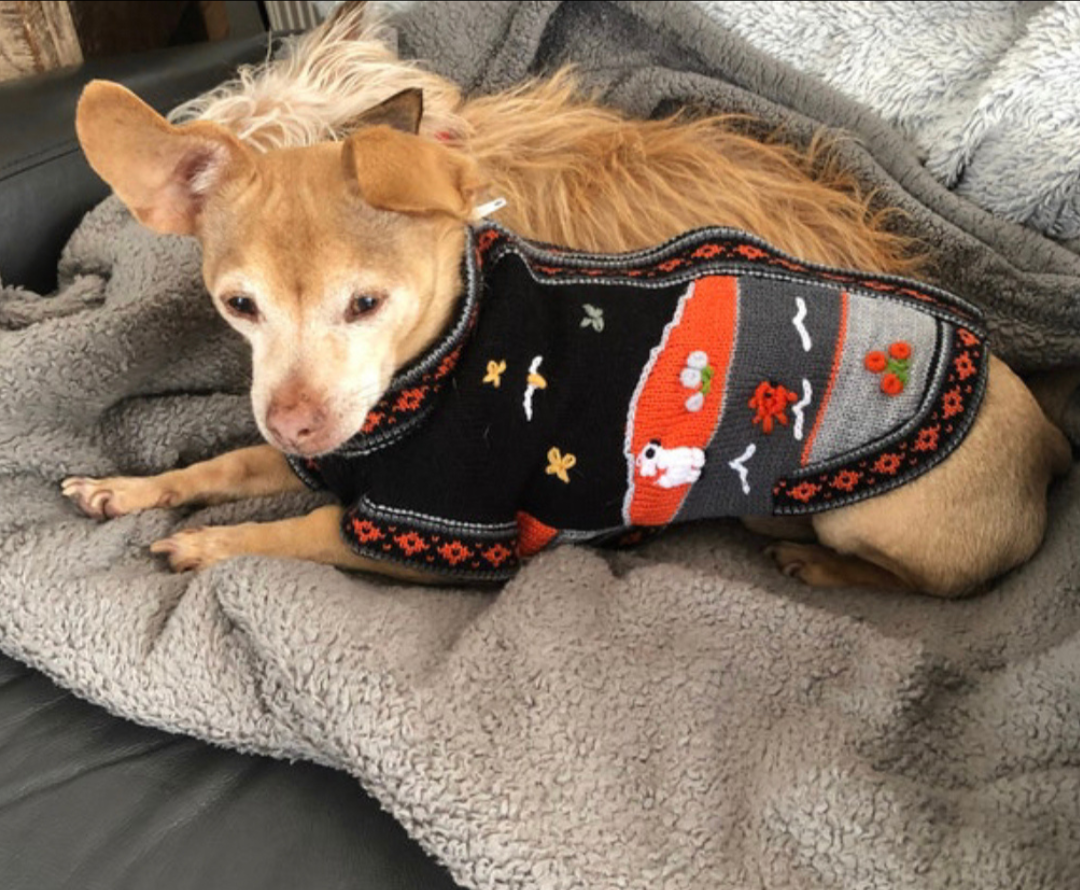 Harley size X0 dog sweater