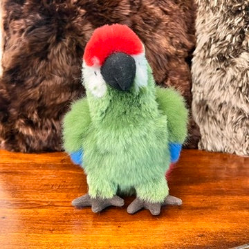 Large Amazon PARROTS