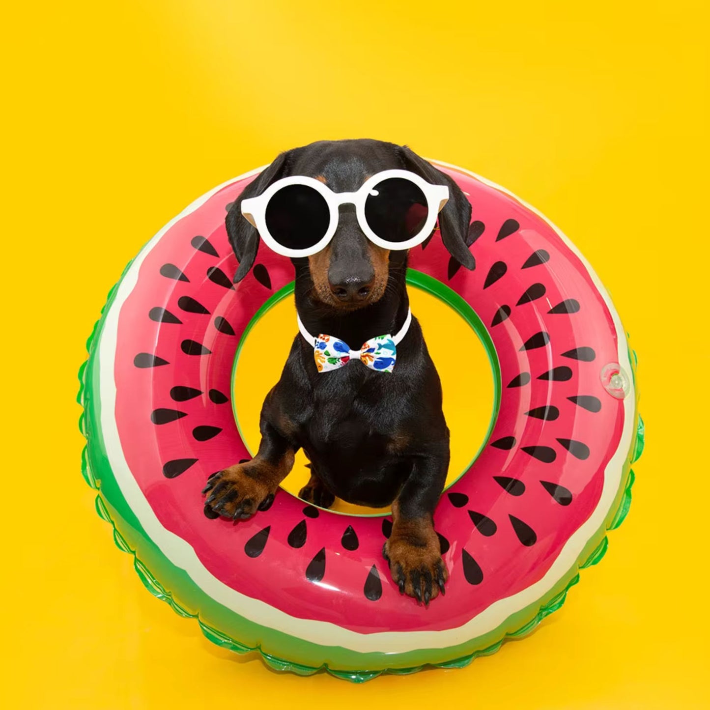 SUMMER STYLIN' dog bows with strap.