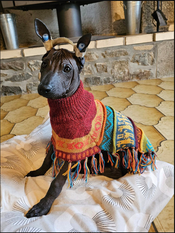 INCA RED Alpaca dog PONCHO SIZE X0-8