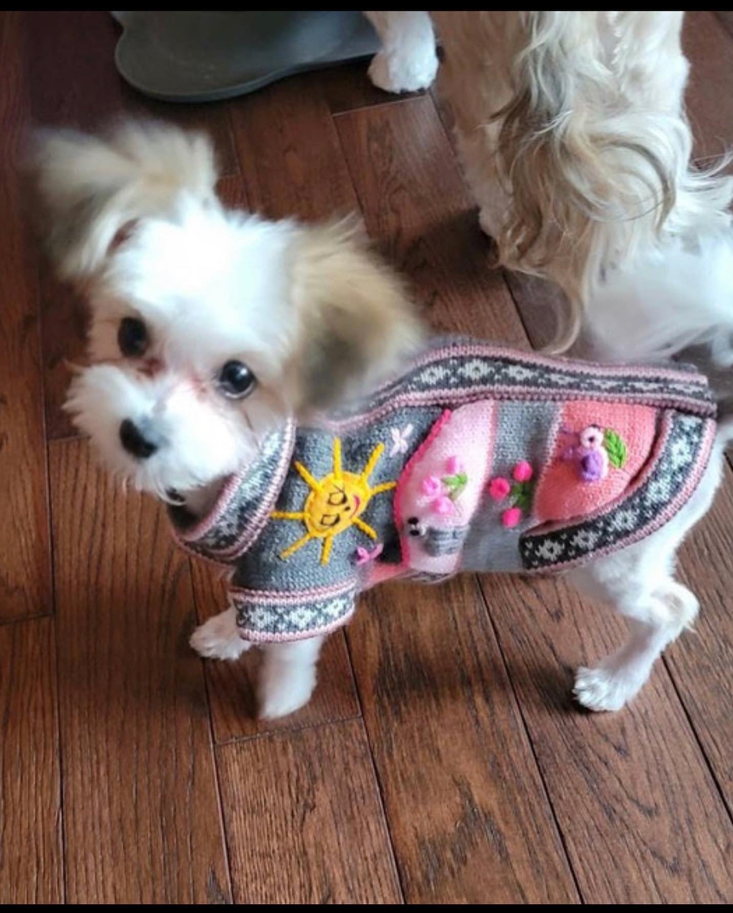 Gray and Pink Dog Sweater (SIZES XX0-14)