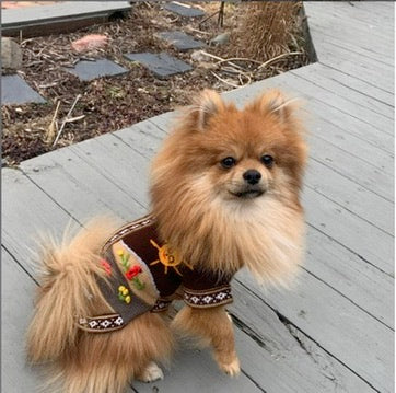 CAFE BROWN Handmade Peruvian Zip Up Dog Sweater (Sizes: X0-10)