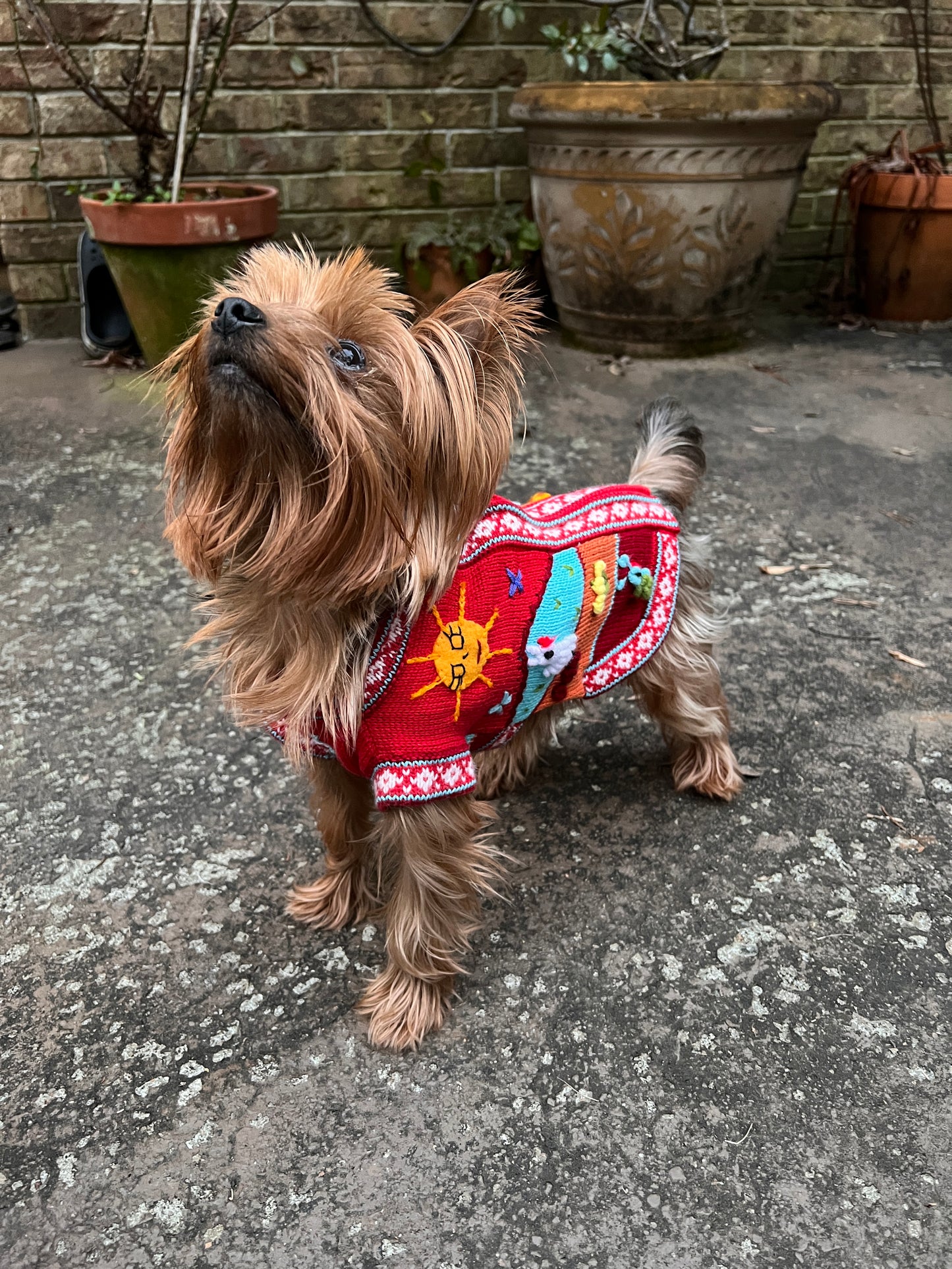 INCA RED zip up dog sweater. (sizes X0-8)