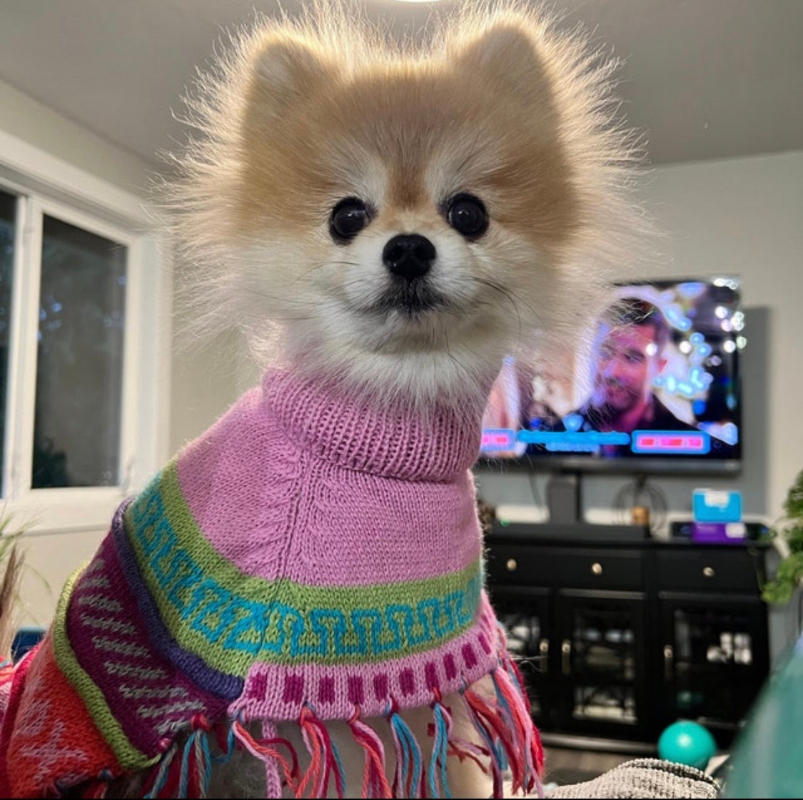 BABY PINK Alpaca dog poncho (Sizes XX0-20)