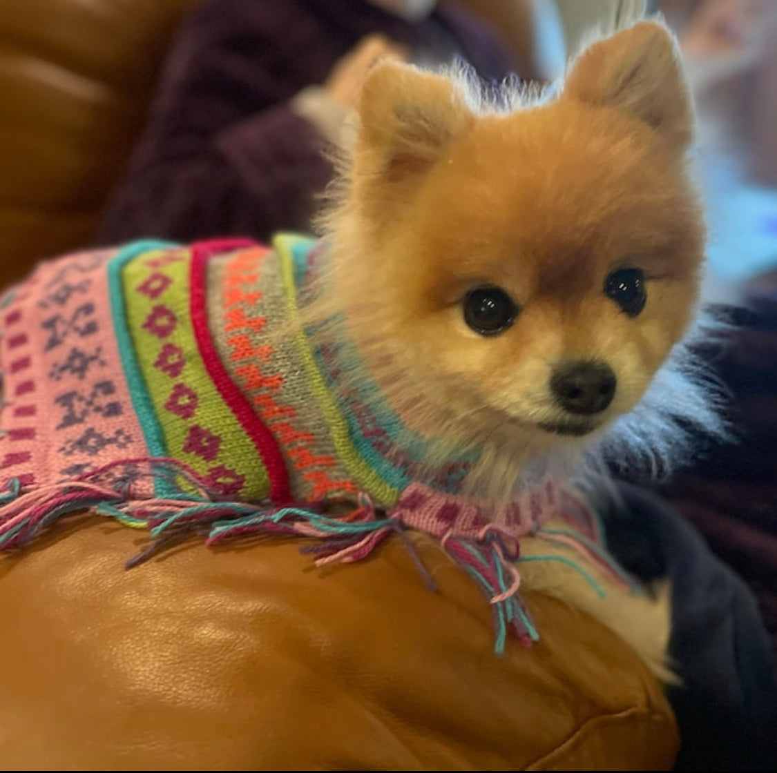 BABY PINK Alpaca dog poncho (Sizes XX0-20)