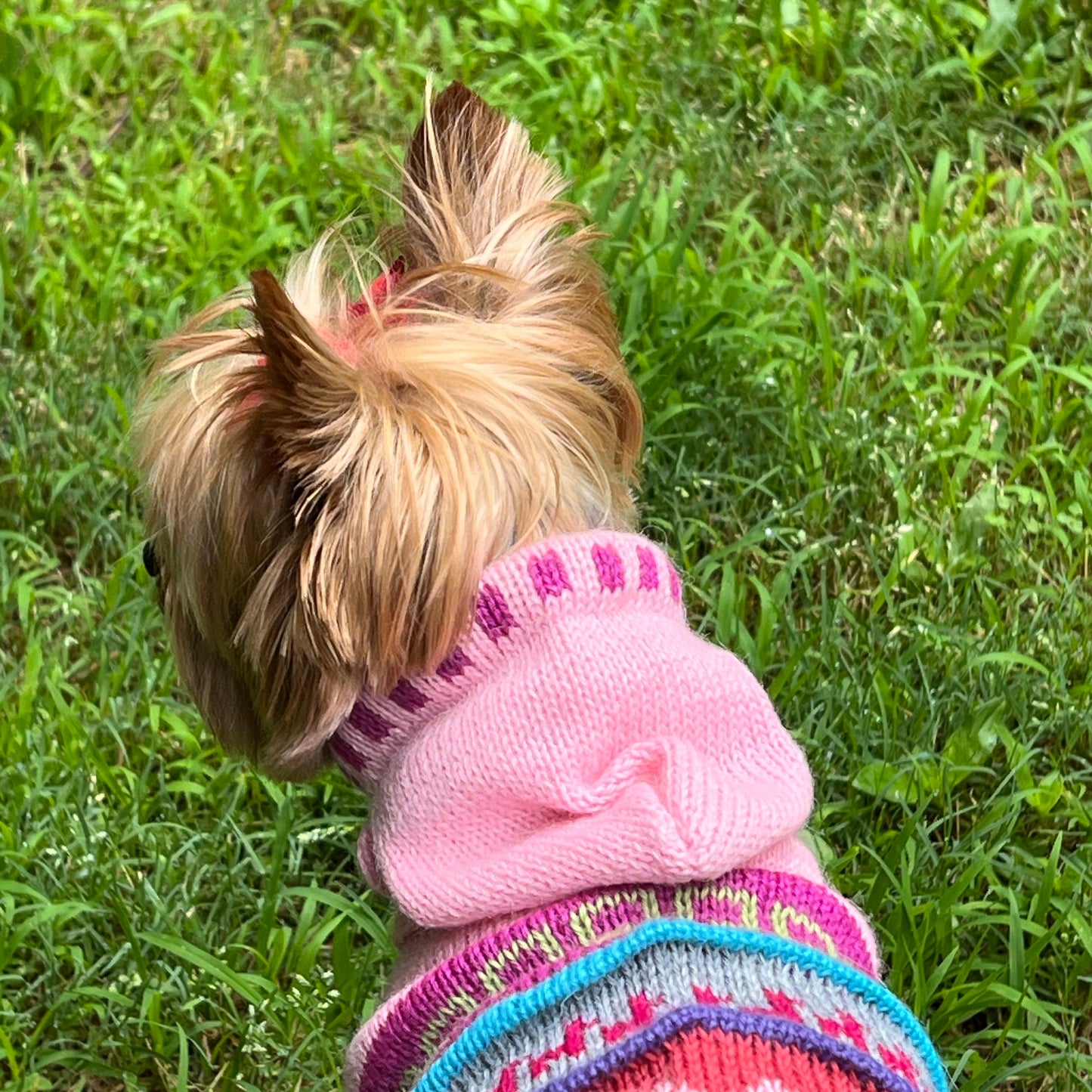 Hood on the Oxford Gray Alpaca Dog HOODIE- (Size X0-8)