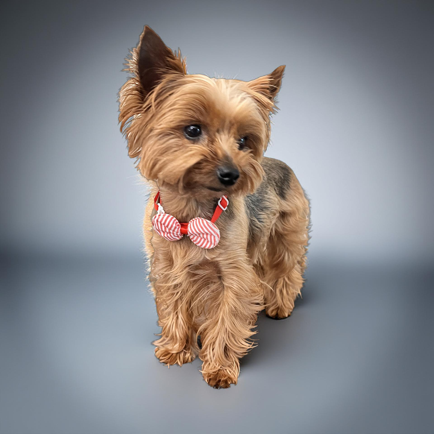 CUTIE PIE dog bows with strap.