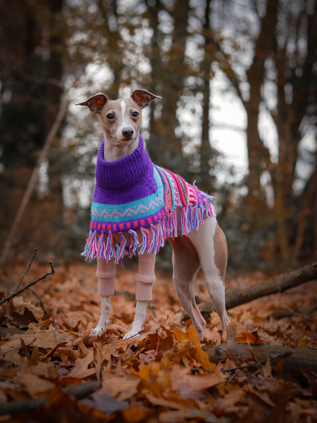 ROYAL PURPLE Alpaca dog poncho (sizes XX0-8)