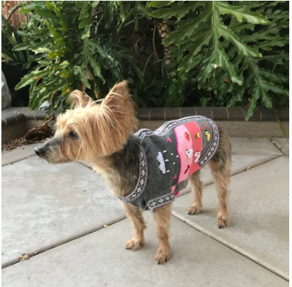 Gray and Pink Dog Sweater (SIZES XX0-14)