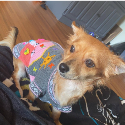 Gray and Pink Dog Sweater (SIZES XX0-14)