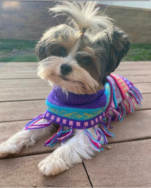 ROYAL PURPLE Alpaca dog poncho (sizes XX0-8)