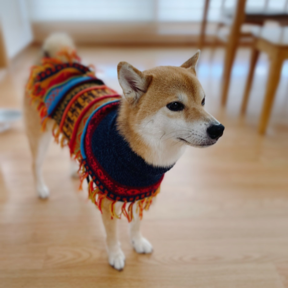 Harley Alpaca Dog Poncho handmade in the Andes of Peru. – Peruvian