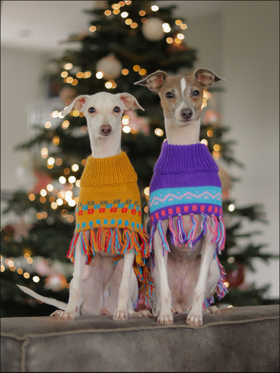 ROYAL PURPLE Alpaca dog poncho (sizes XX0-8)