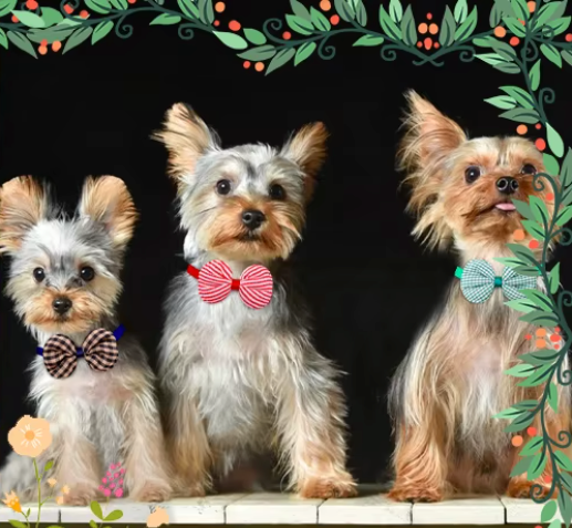 CUTIE PIE dog bows with strap.