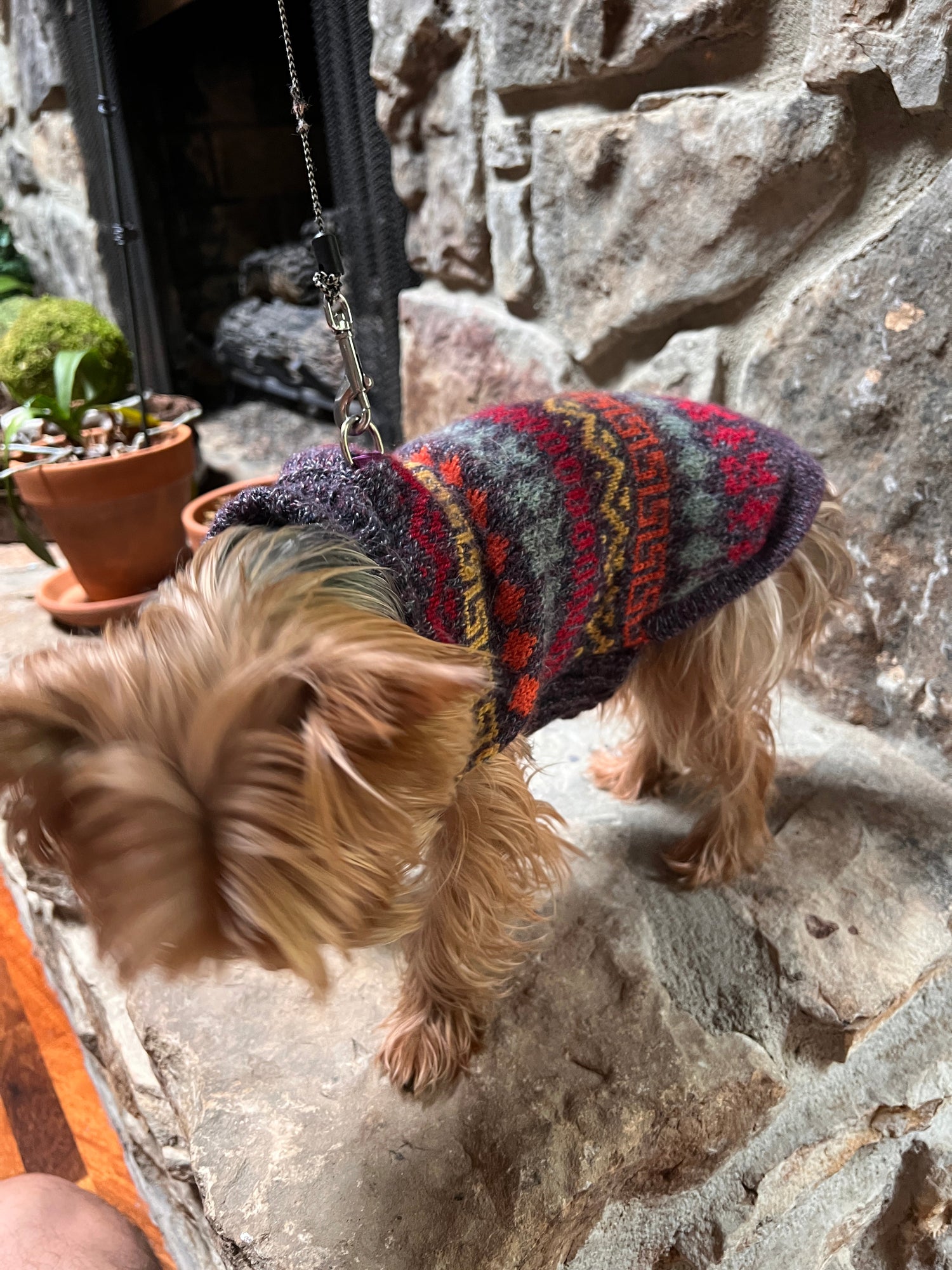 cool dog in a Peruvian NAZCA Alpaca dog sweater. (Size XX0-4)