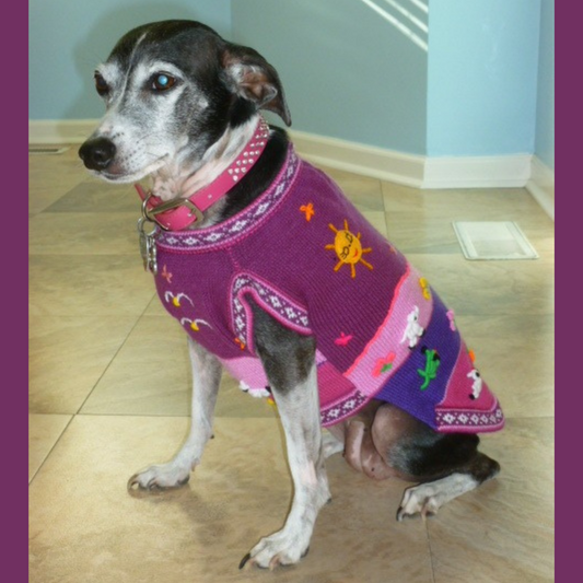 lavender Size 10 dog sweater, Luxury Zip Up style. (all colors)