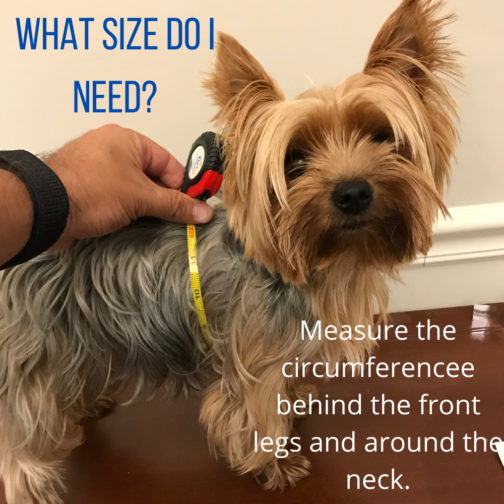 How to measure your teacup or puppy to know what size sweater you need