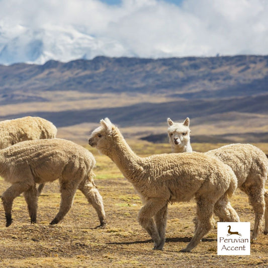 Alpaca vs Wool: Which Is Warmer and Better for Sensitive Skin?