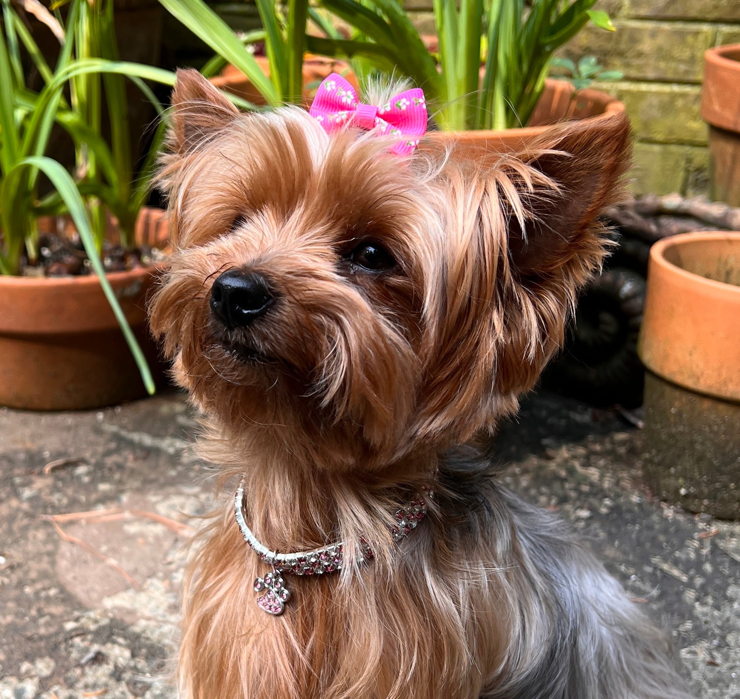 Dog Necklace's and Bows