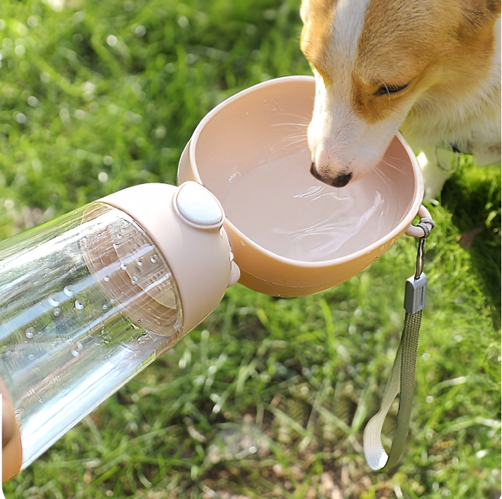Must-Have Accessories for Your Dog