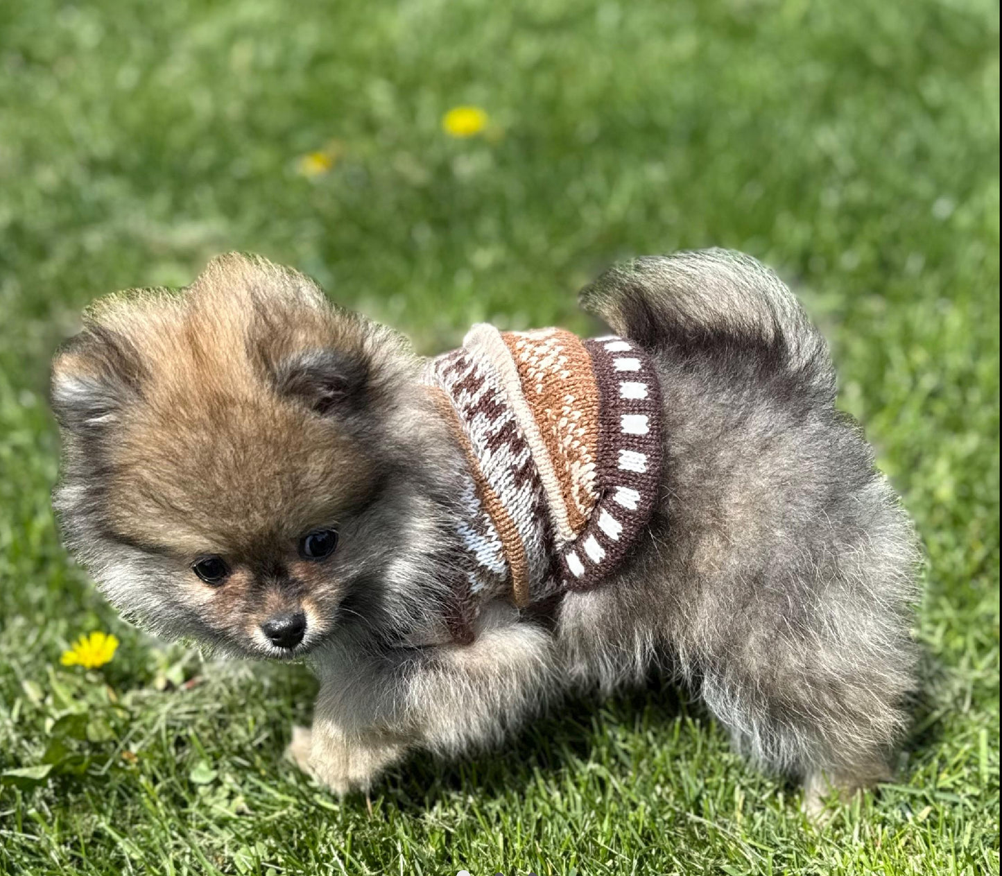 CAFE BROWN NAZCA Alpaca sweater 1.5 lbs - 40 lbs.