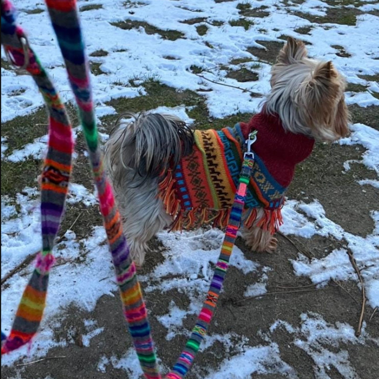 INCA RED Alpaca dog PONCHO