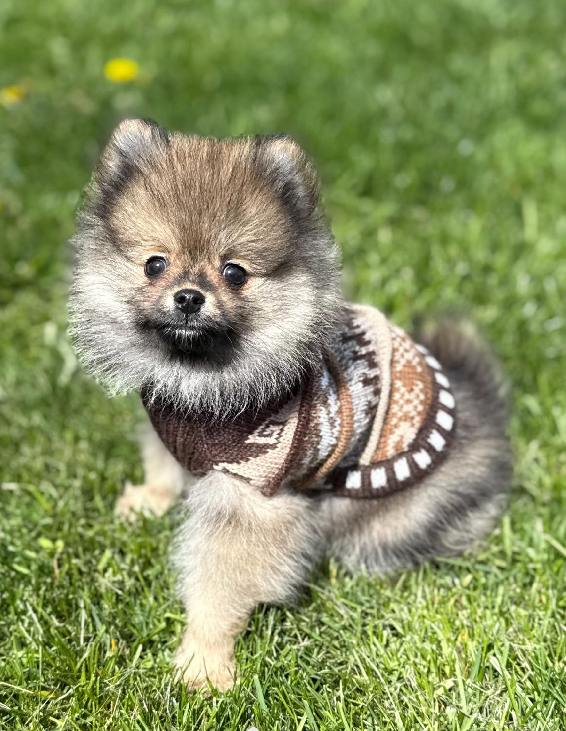 CAFE BROWN NAZCA Alpaca sweater 1.5 lbs - 40 lbs.