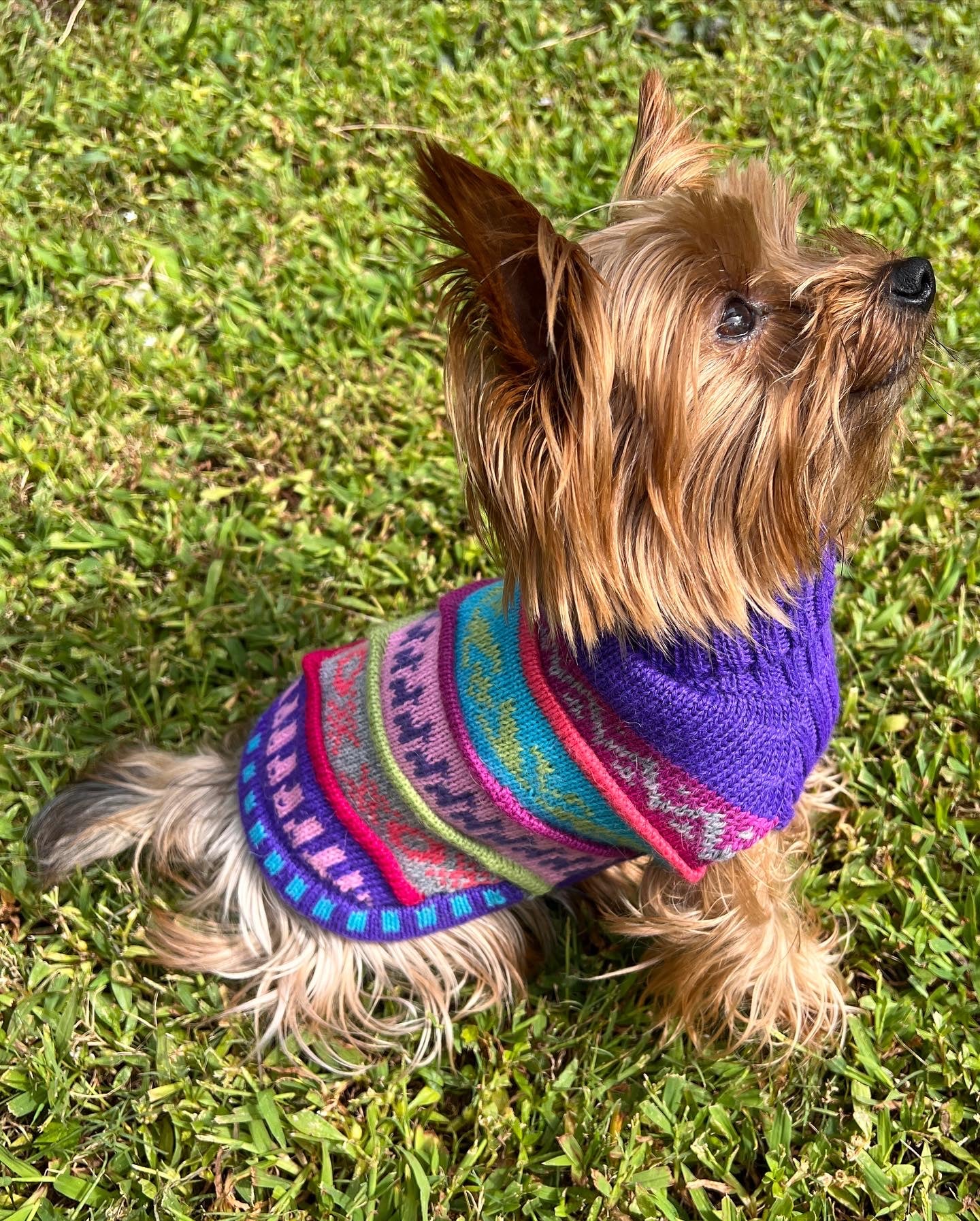 NAZCA Alpaca dog sweater, ROYAL PURPLE (Size XX0-8)