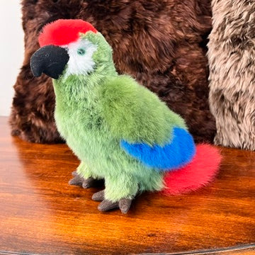 Large Amazon PARROTS
