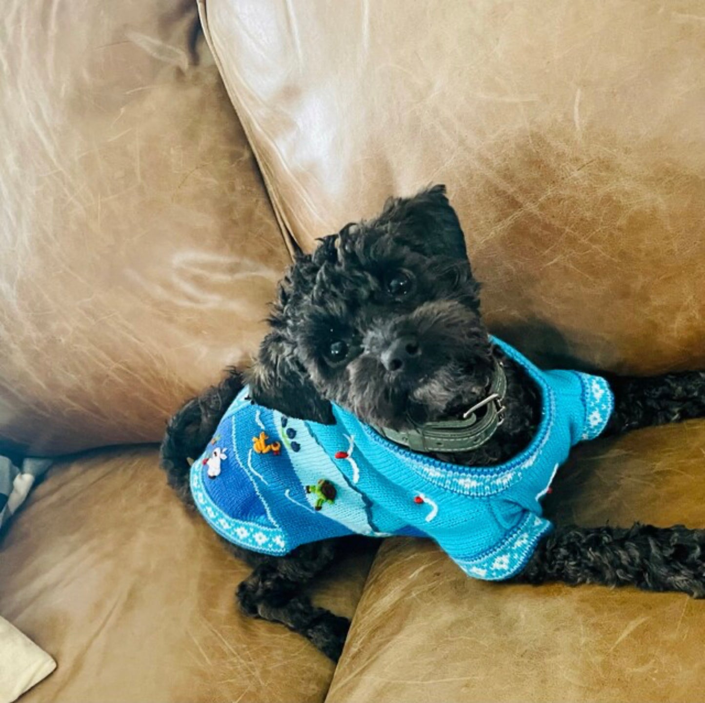 LIGHT BLUE zip up dog sweater. (sizes x0-8)