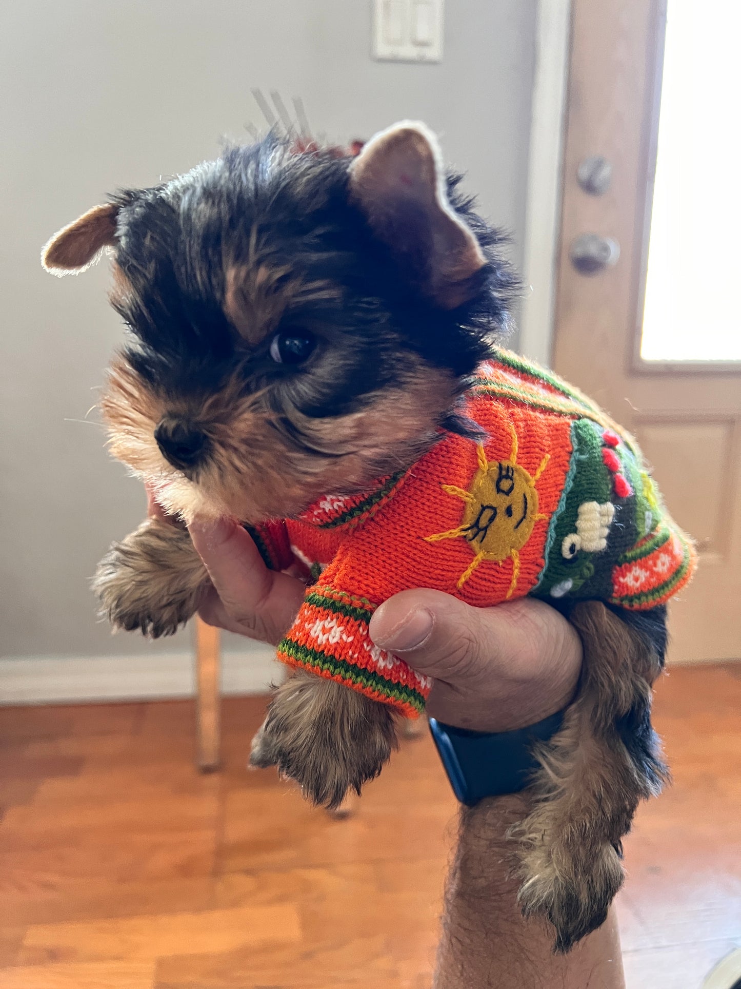 PUMPKIN SPICE Doggie Sweater Handmade Zip Up The Back Design.