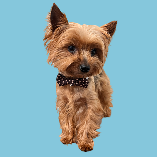 CAFE COLLECTION dog bows with strap.