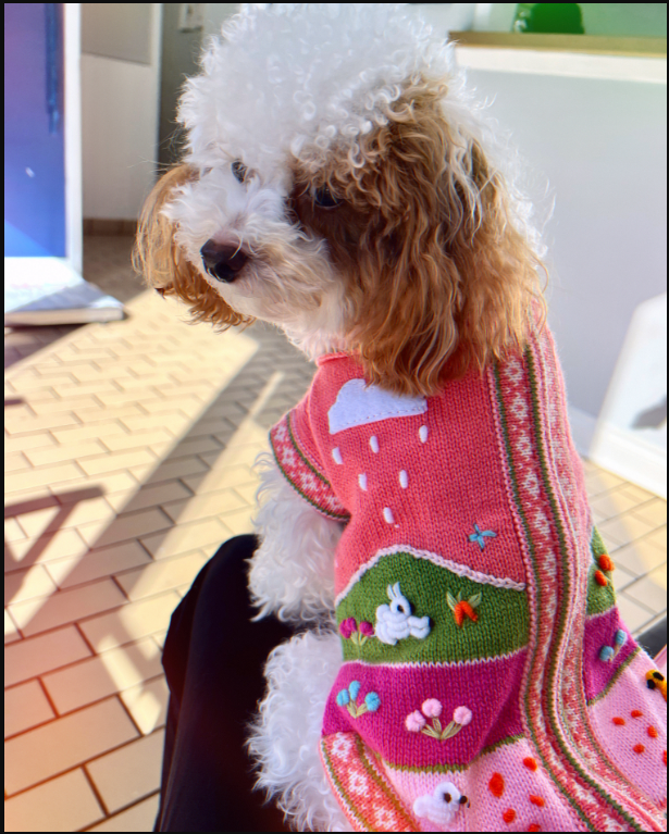 CORAL PINK zip up dog sweater (sizes X0-8)