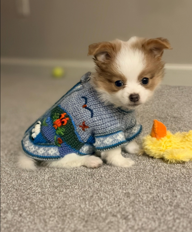 Glacier Blue zip up the back Luxury sweater