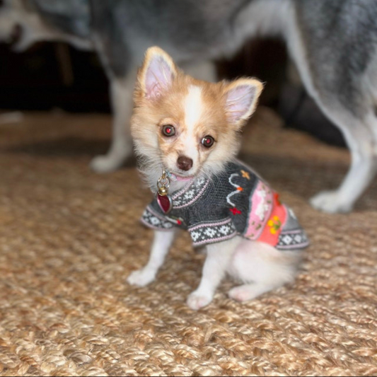 NEW Size XXO (teacup under 3.5lbs) Dog Sweater