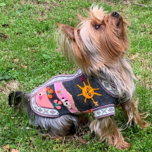 Size 6 Peruvian Dog Sweater